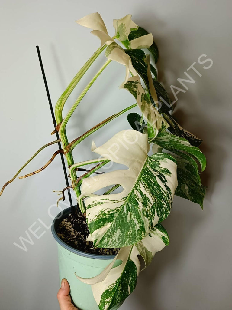 Monstera variegata albo