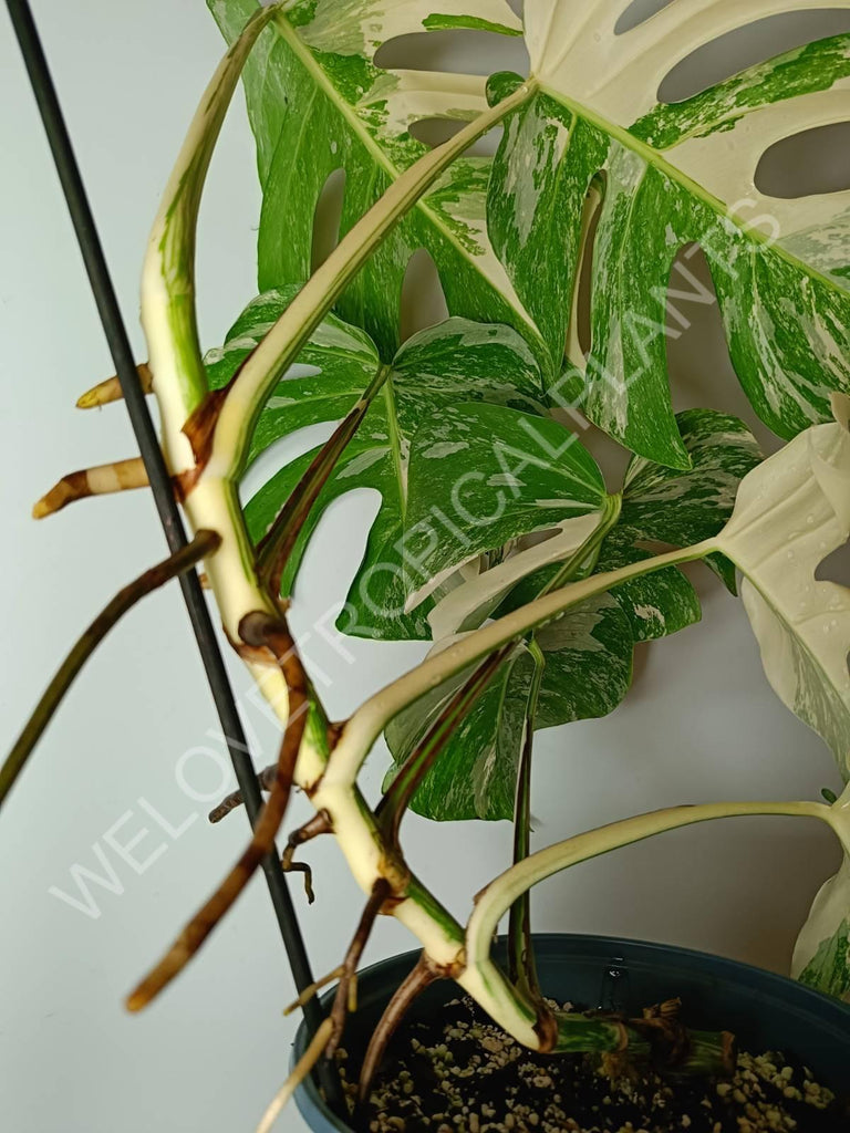 Monstera variegata albo