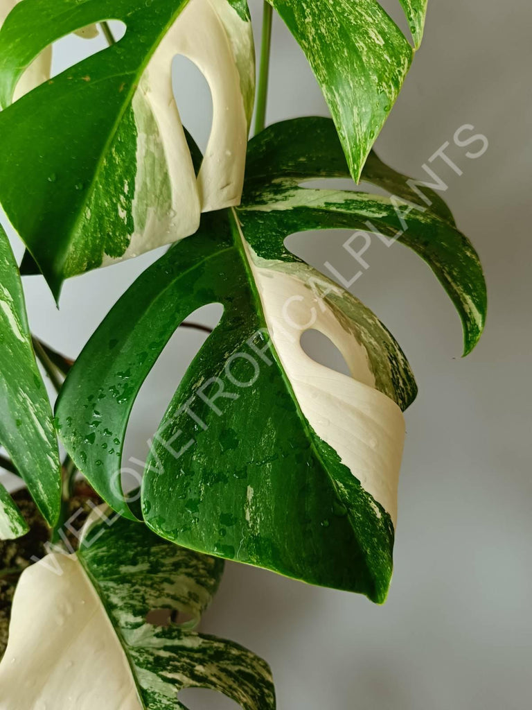 Monstera variegata albo