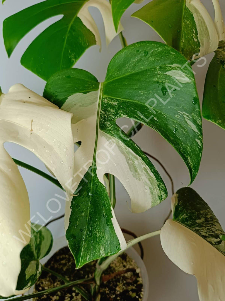 Monstera variegata albo