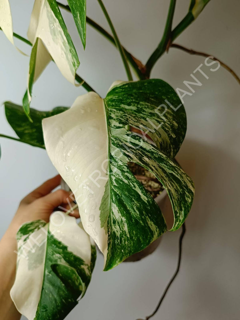 Monstera variegata albo