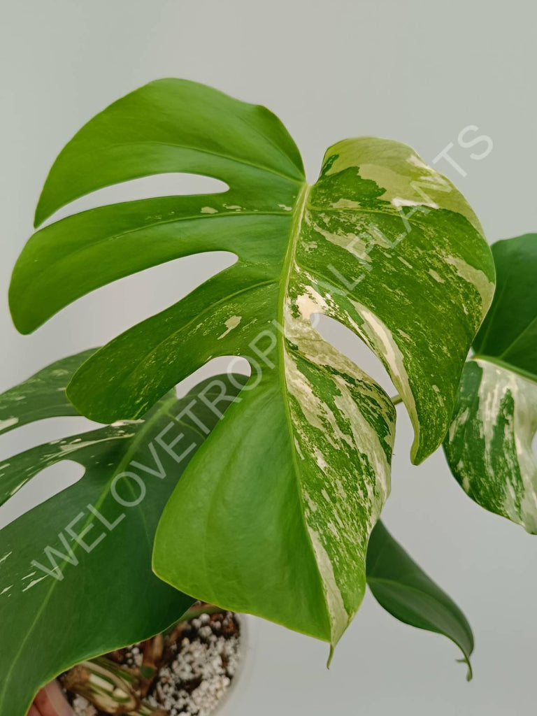 Monstera variegata albo