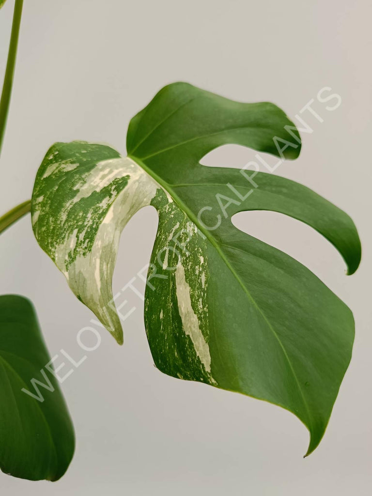 Monstera variegata albo