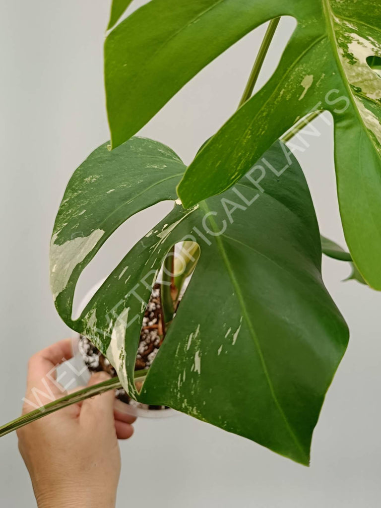 Monstera variegata albo