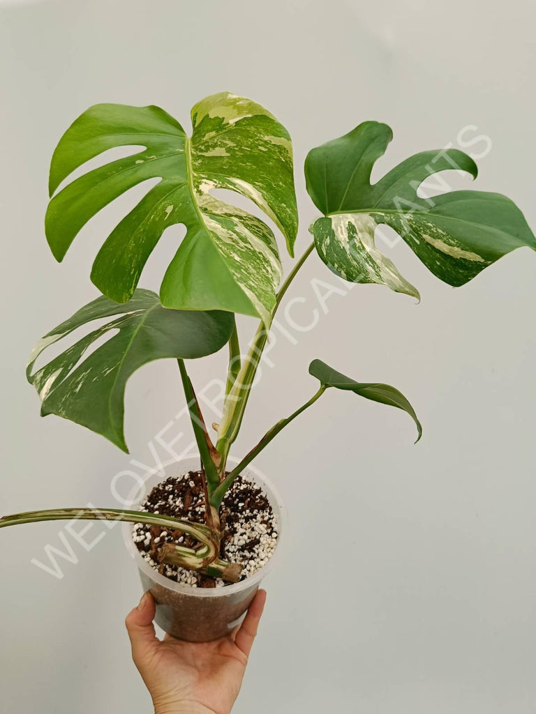 Monstera variegata albo