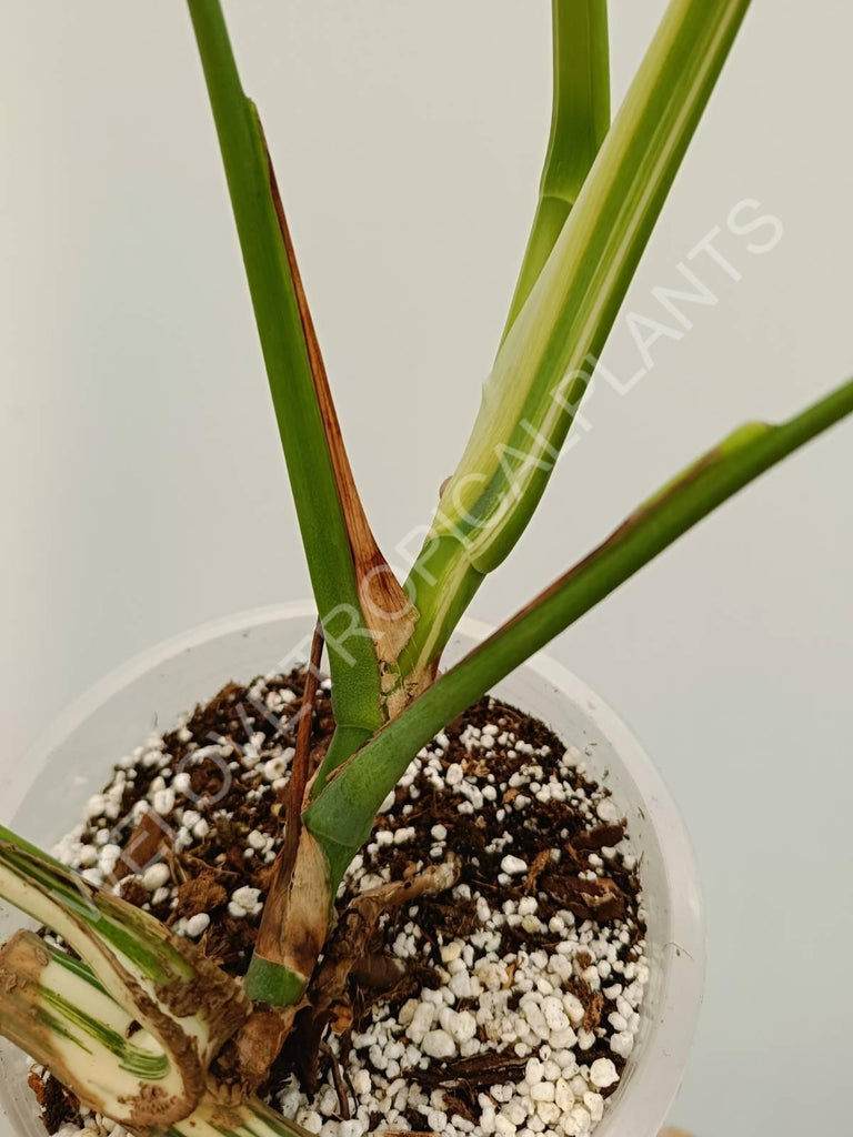 Monstera variegata albo