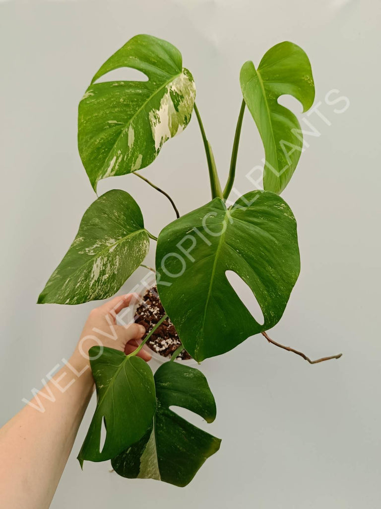 Monstera variegata albo