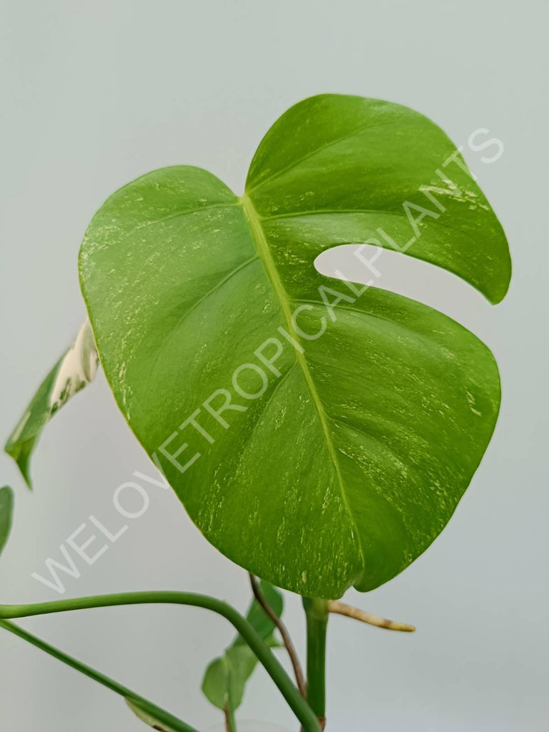 Monstera variegata albo