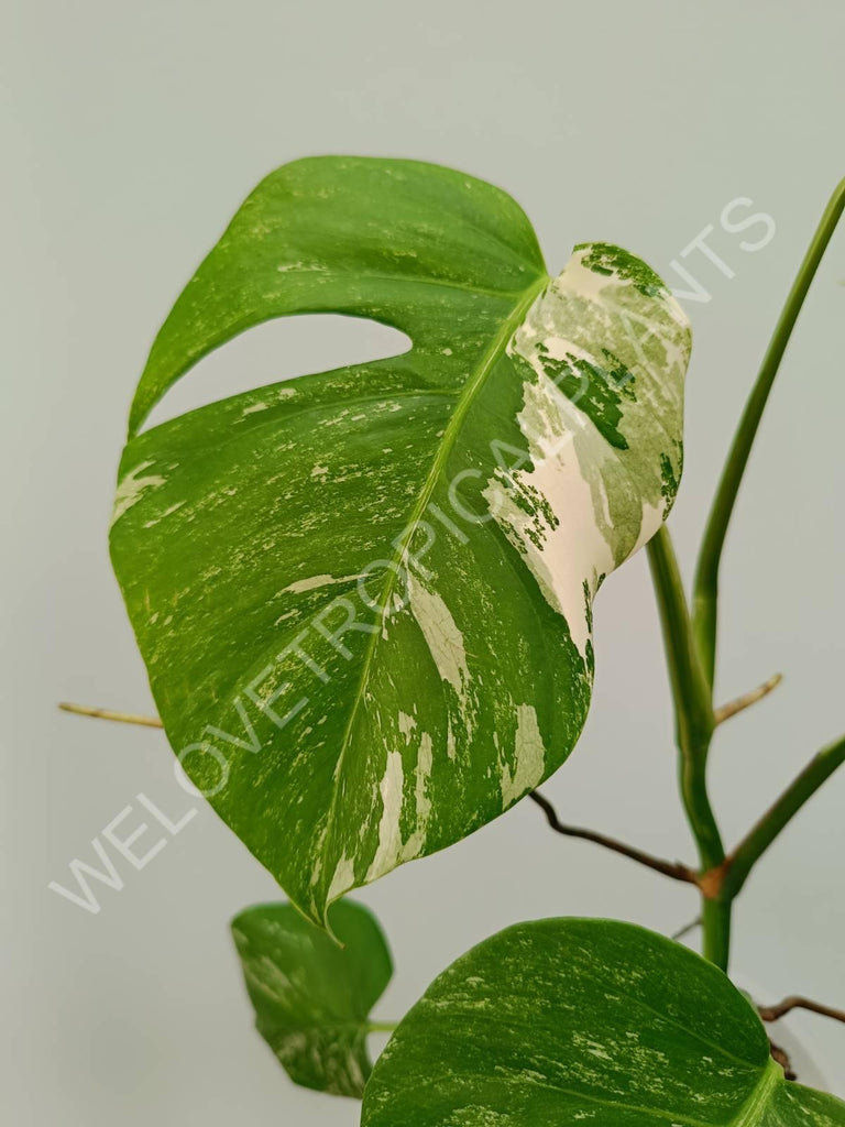 Monstera variegata albo