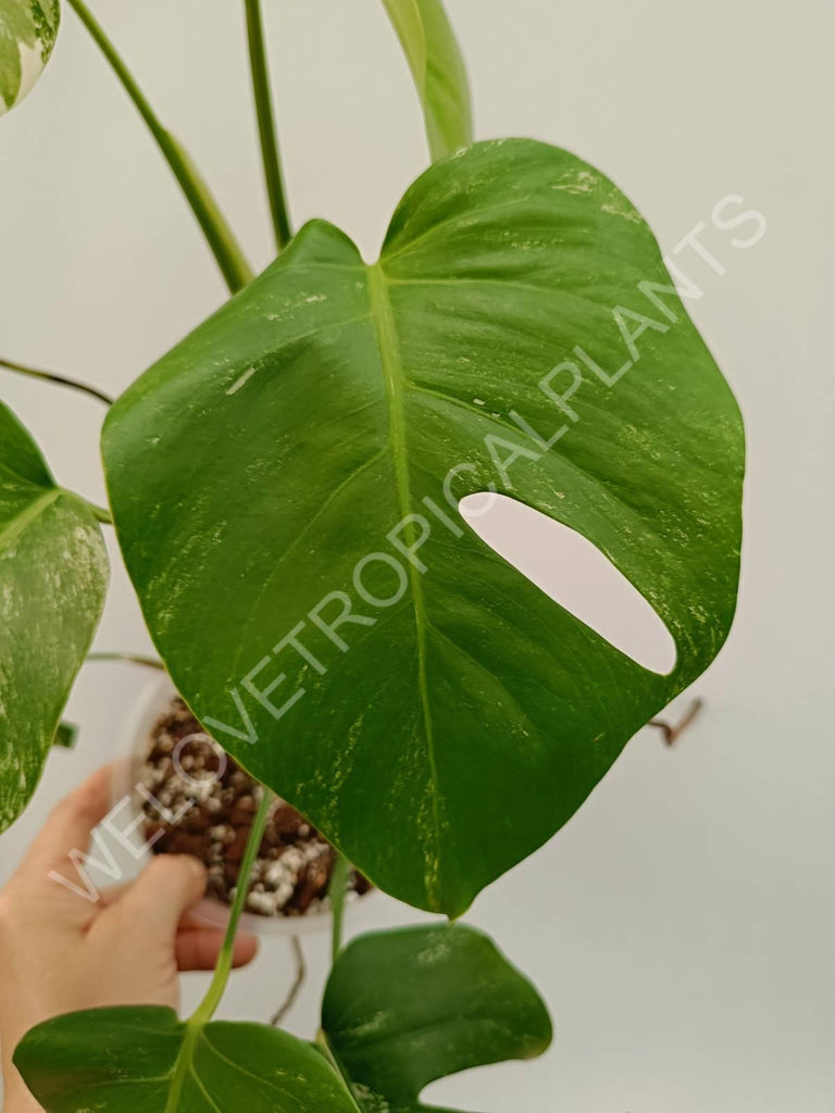 Monstera variegata albo