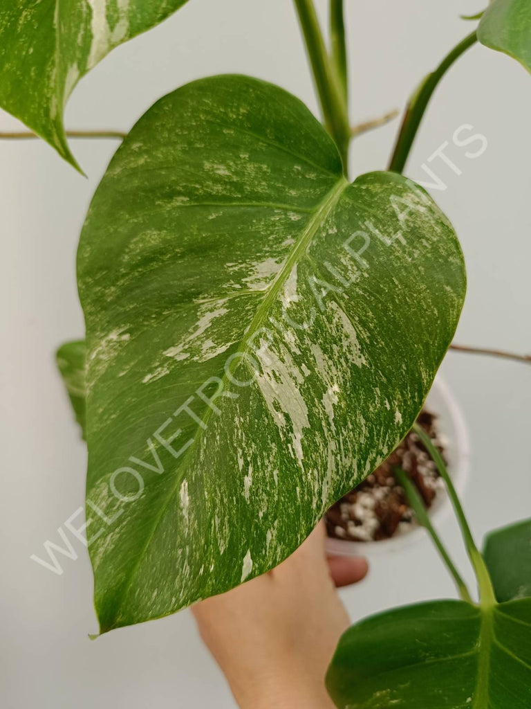 Monstera variegata albo