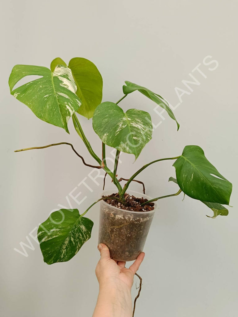 Monstera variegata albo