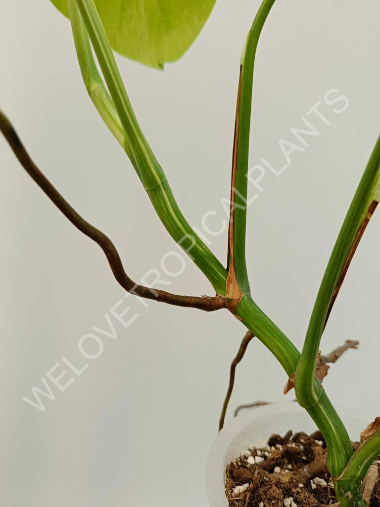 Monstera variegata albo