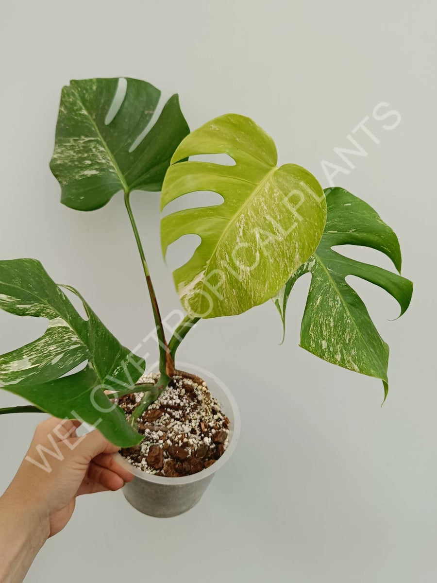 Monstera variegata albo – Welovetropicalplants