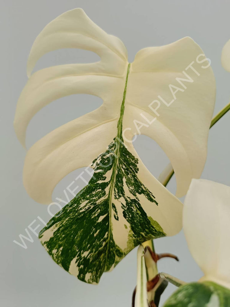 Monstera variegata albo