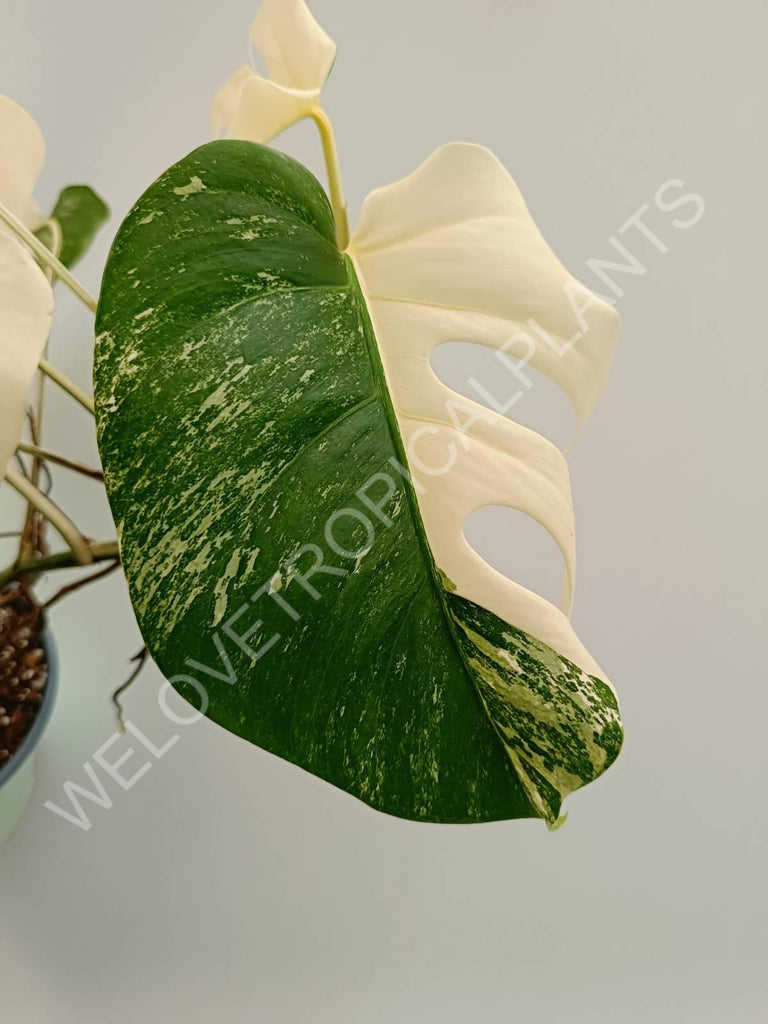 Monstera variegata albo