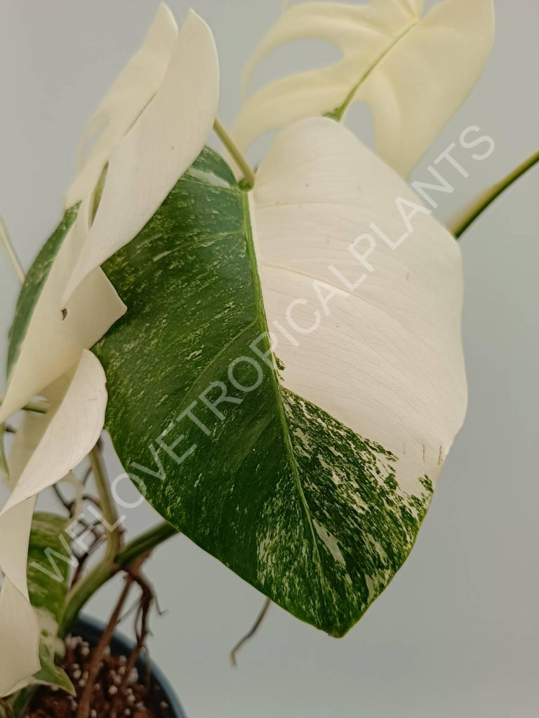 Monstera variegata albo