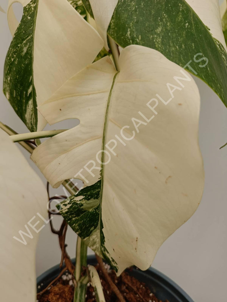 Monstera variegata albo