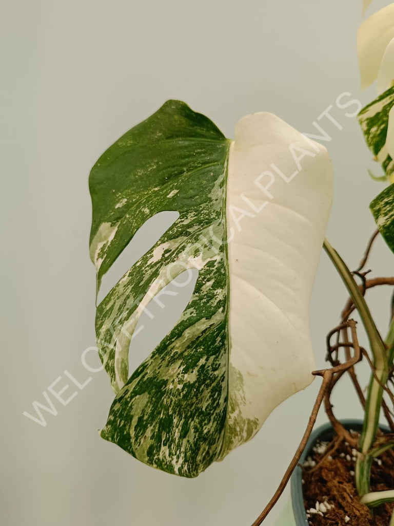 Monstera variegata albo