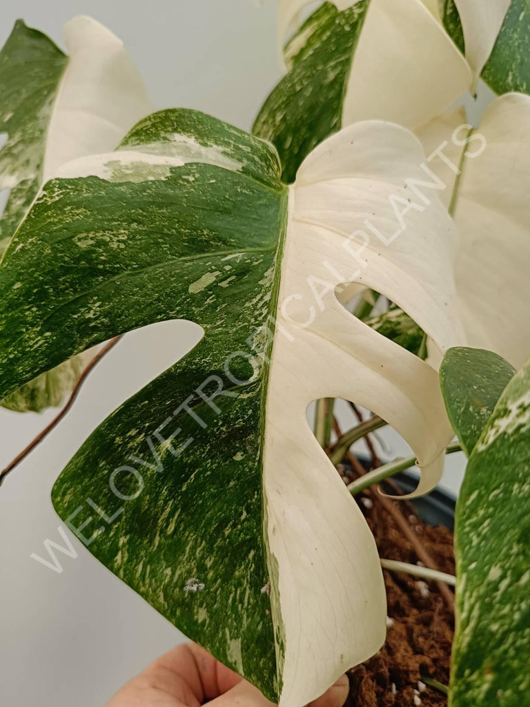 Monstera variegata albo