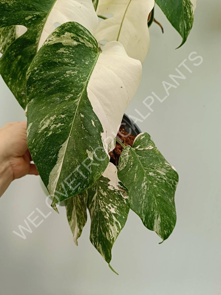 Monstera variegata albo