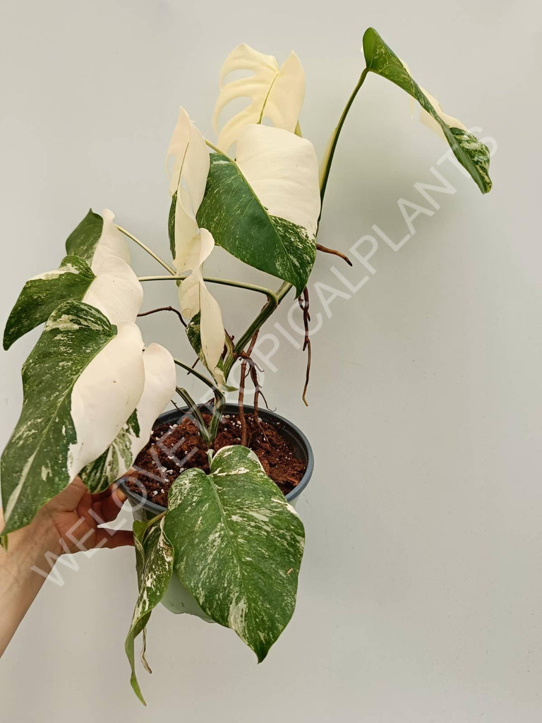 Monstera variegata albo