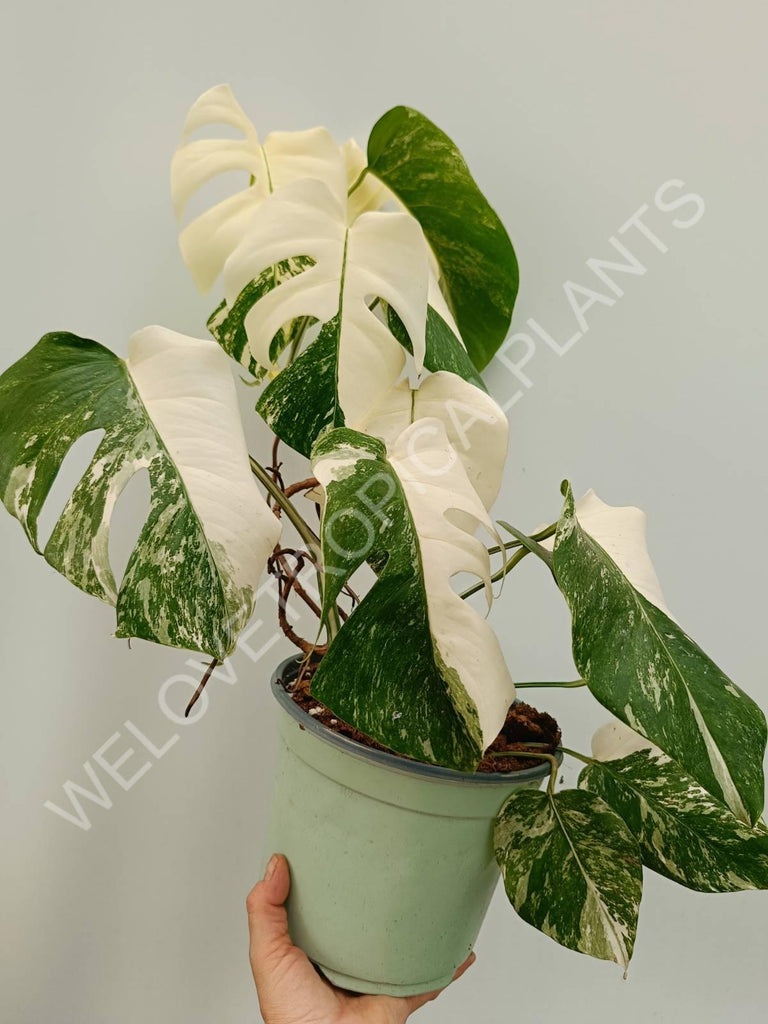 Monstera variegata albo