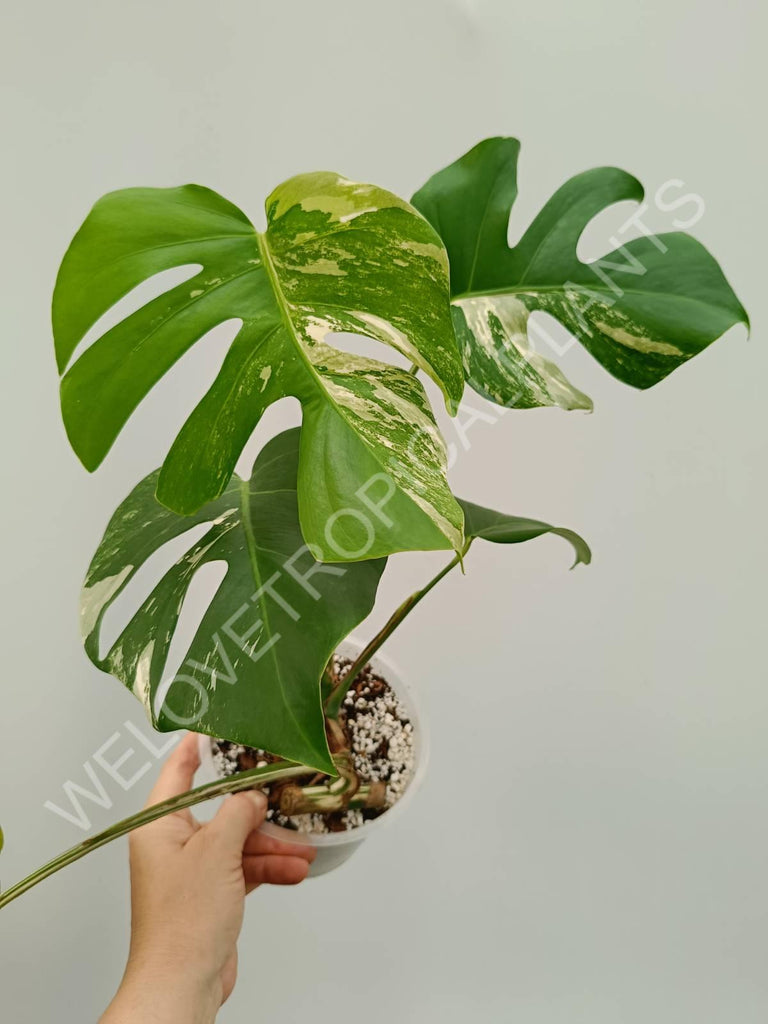 Monstera variegata albo