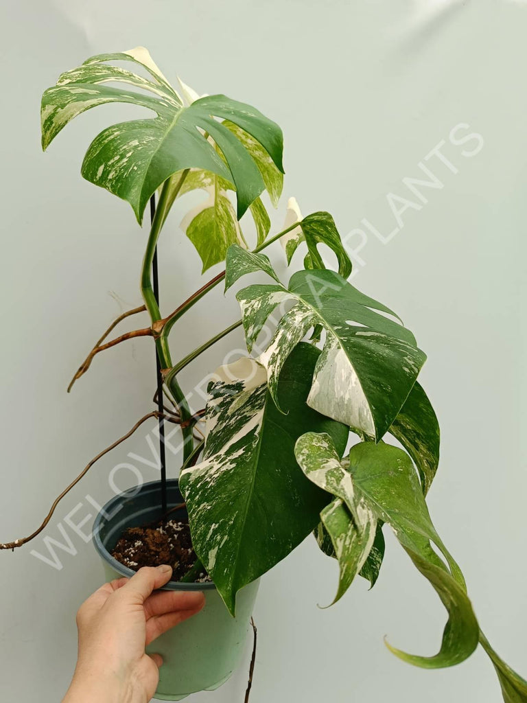 Monstera variegata albo