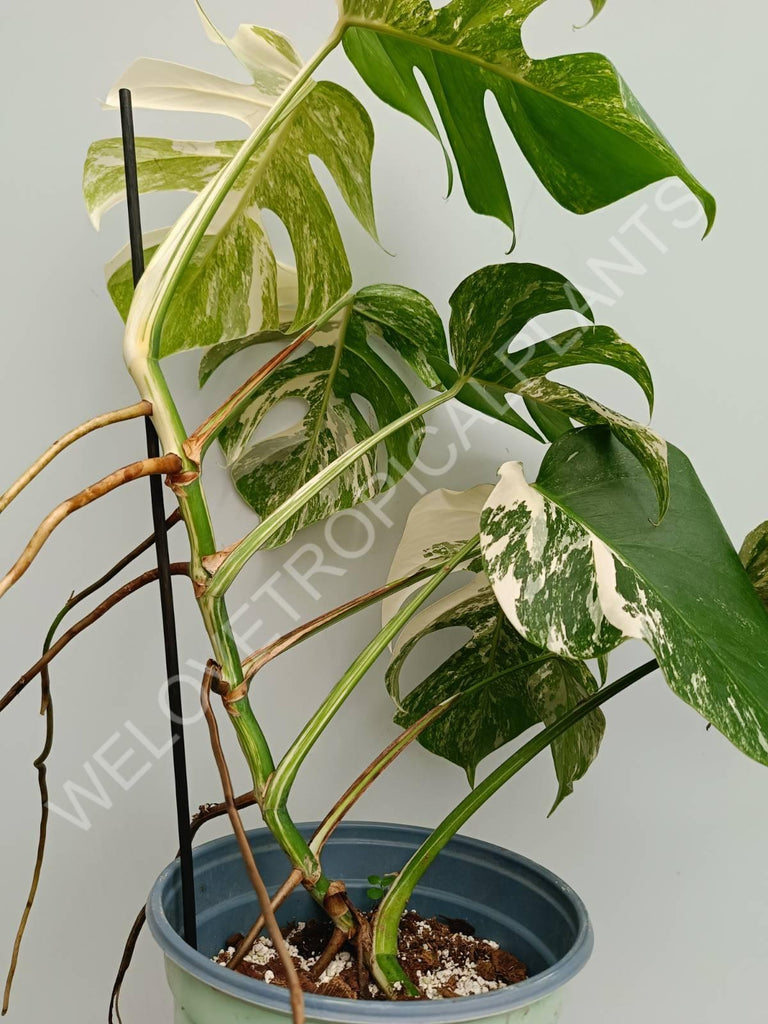 Monstera variegata albo