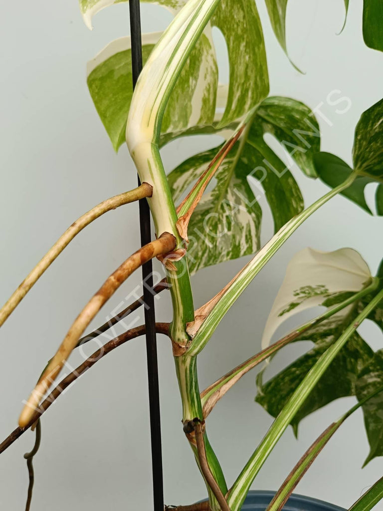 Monstera variegata albo