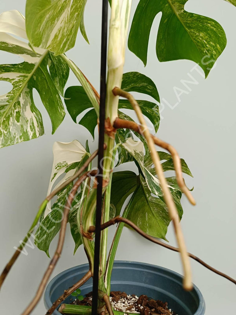 Monstera variegata albo