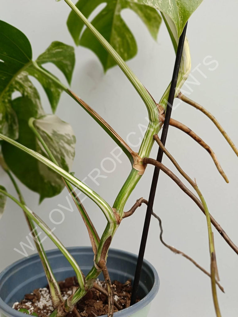 Monstera variegata albo