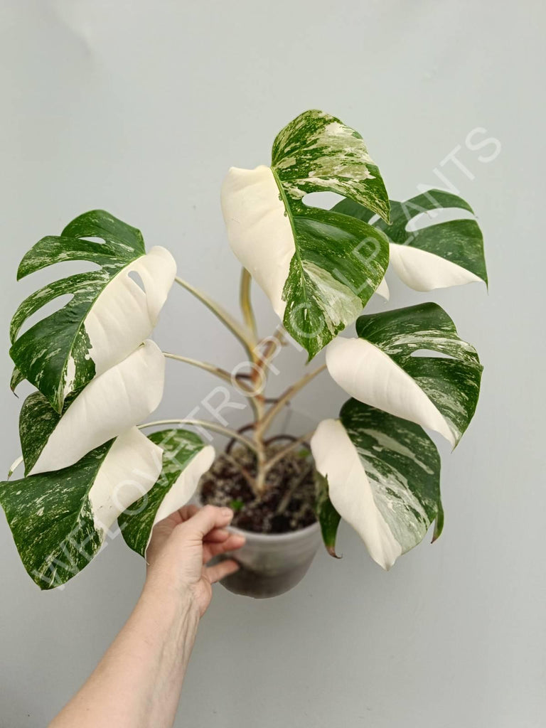 Monstera variegata albo