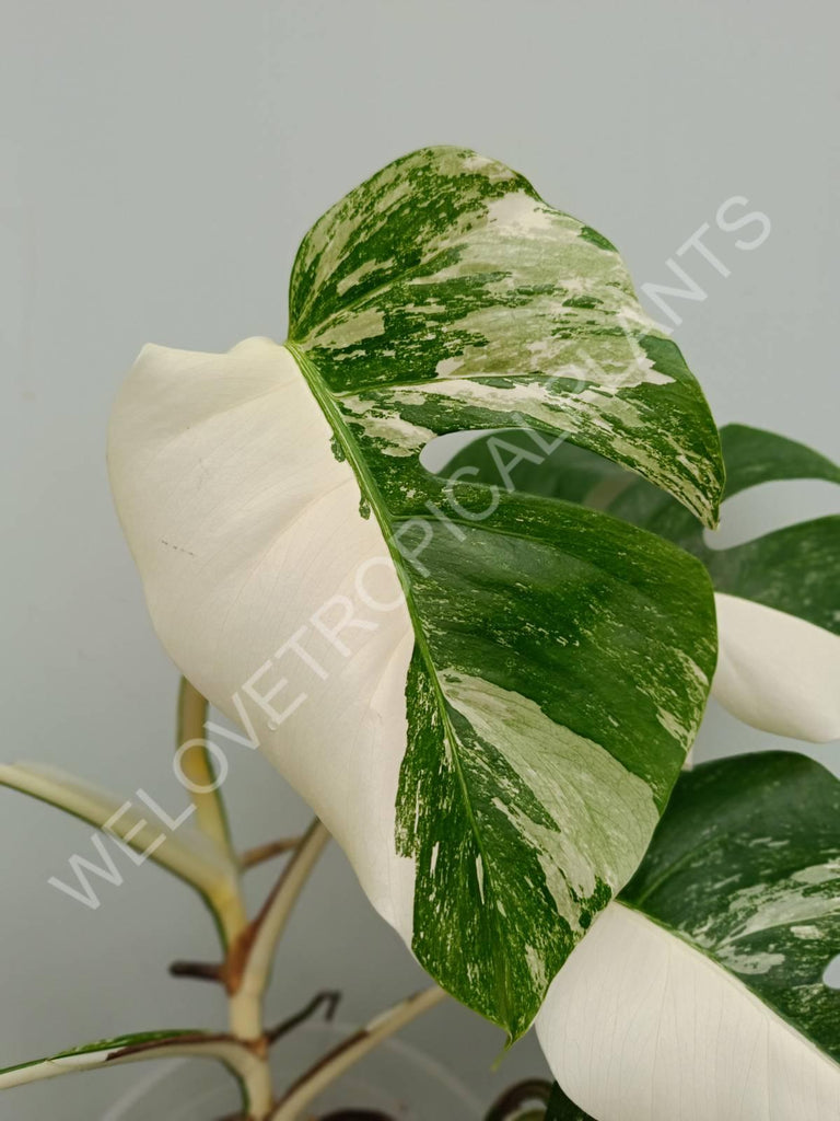 Monstera variegata albo