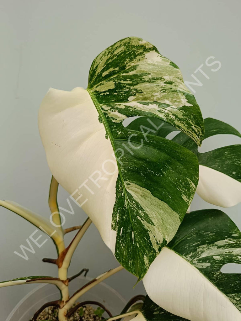 Monstera variegata albo