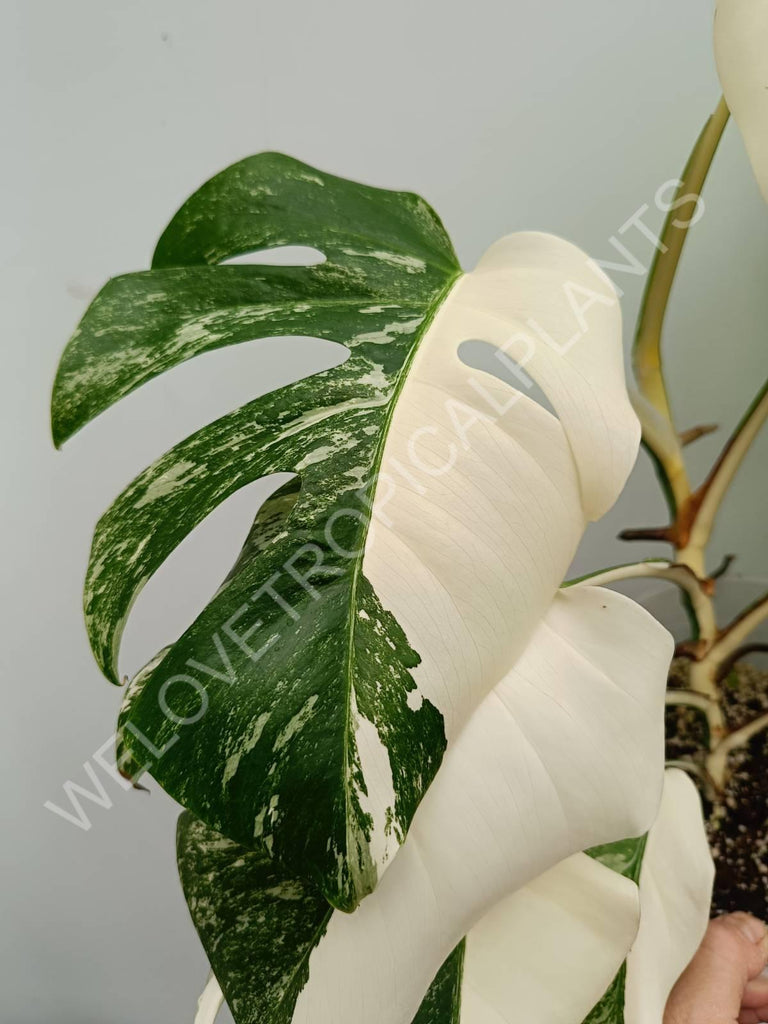 Monstera variegata albo