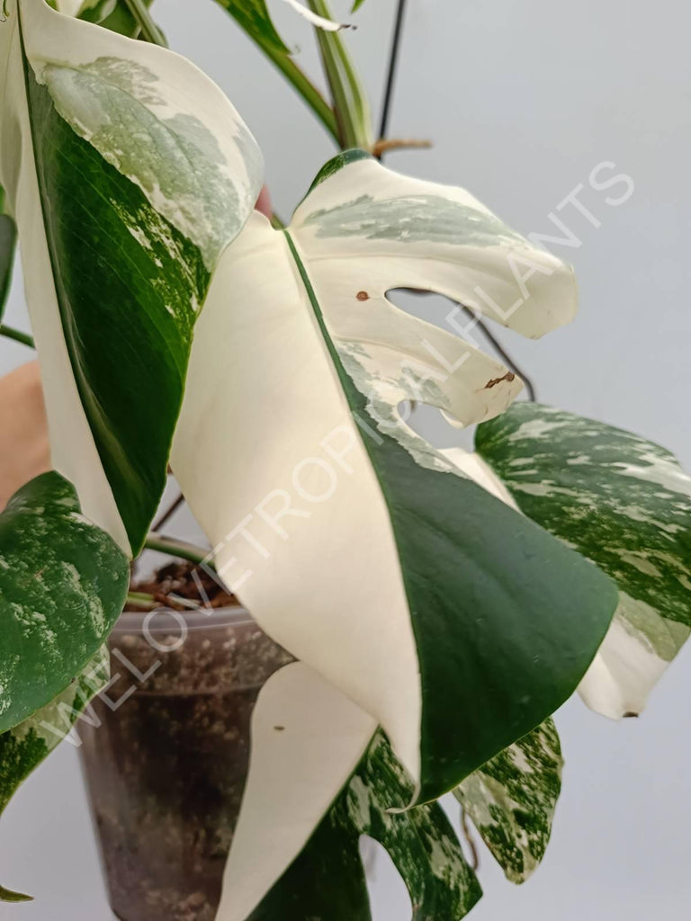 Monstera variegata albo