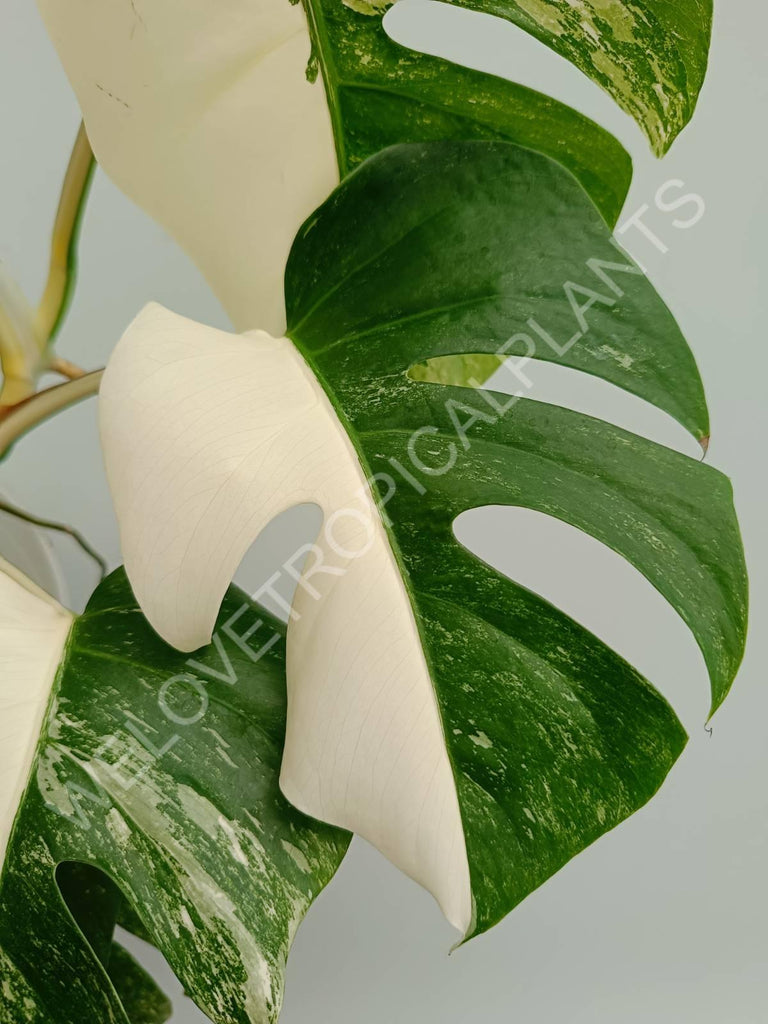 Monstera variegata albo