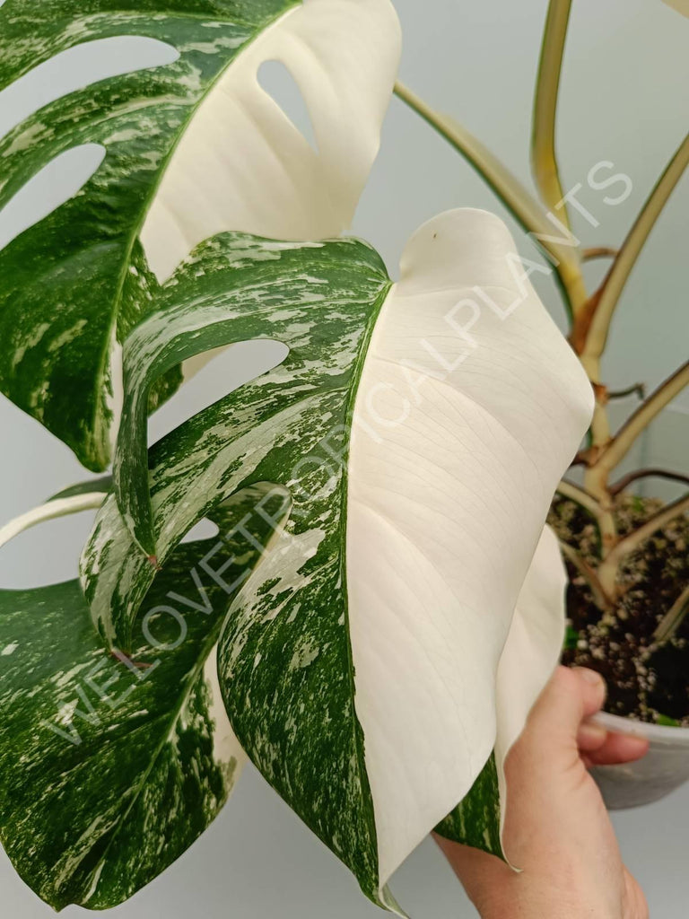 Monstera variegata albo