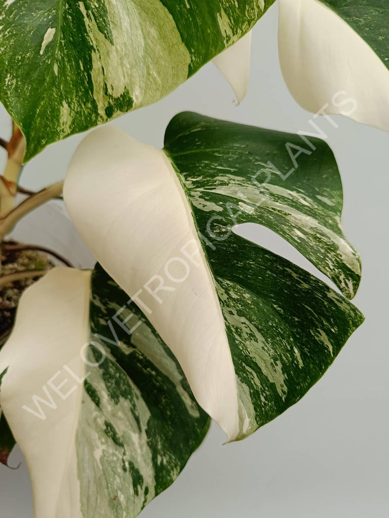 Monstera variegata albo