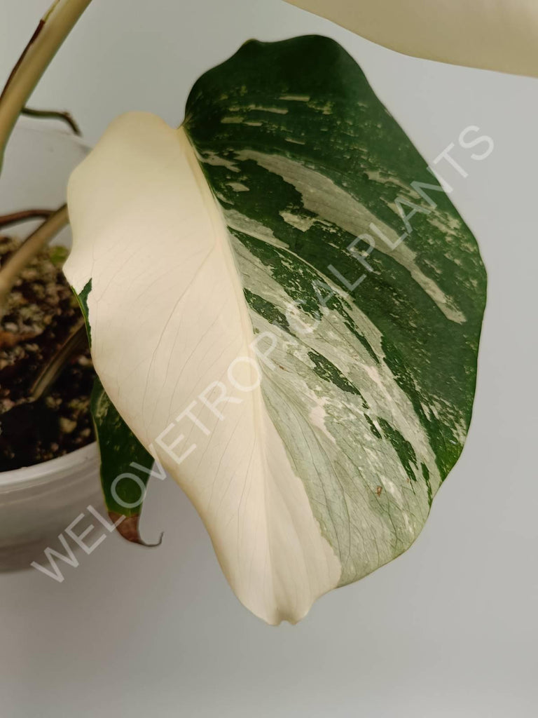 Monstera variegata albo