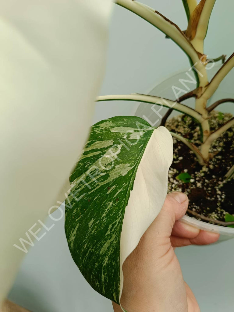 Monstera variegata albo