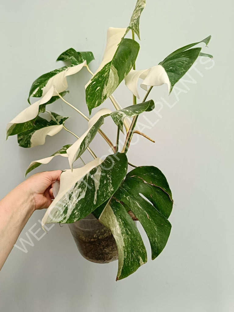 Monstera variegata albo