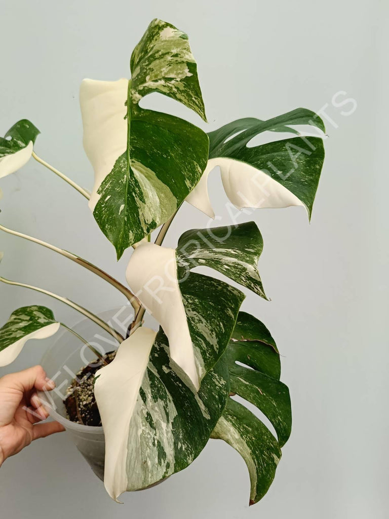 Monstera variegata albo