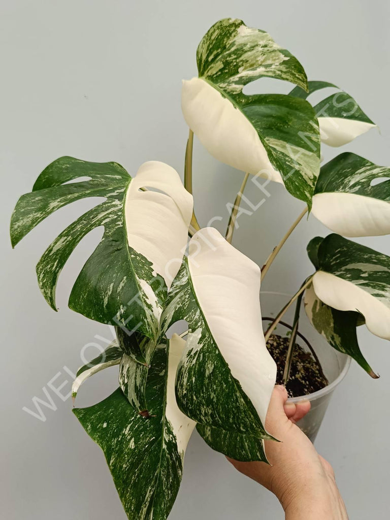 Monstera variegata albo