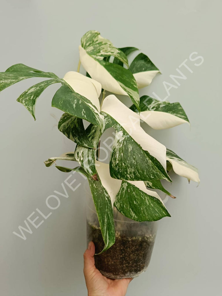 Monstera variegata albo