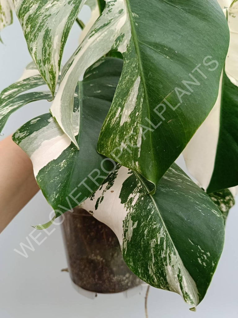 Monstera variegata albo