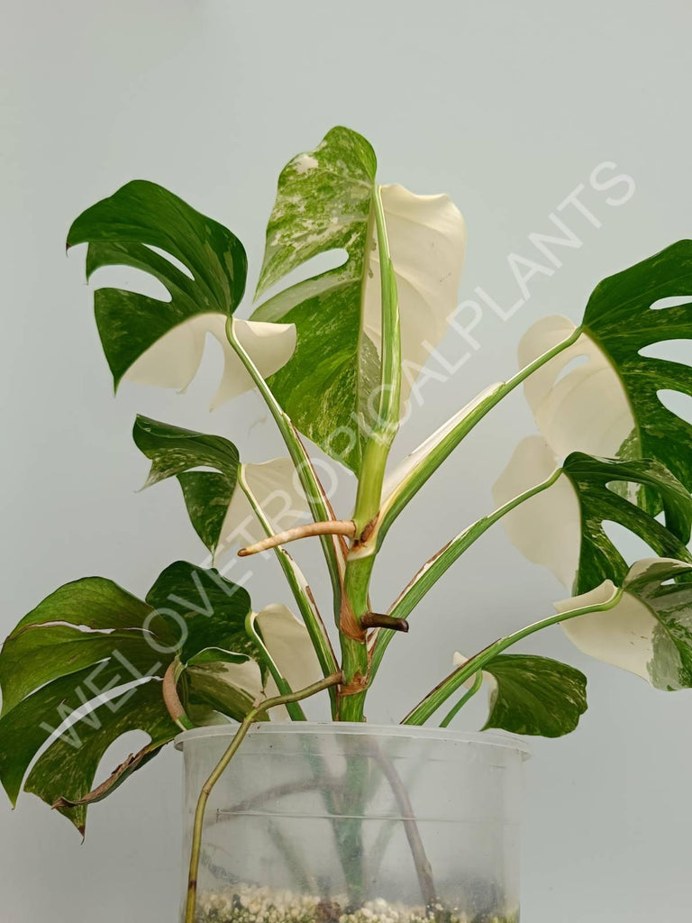 Monstera variegata albo