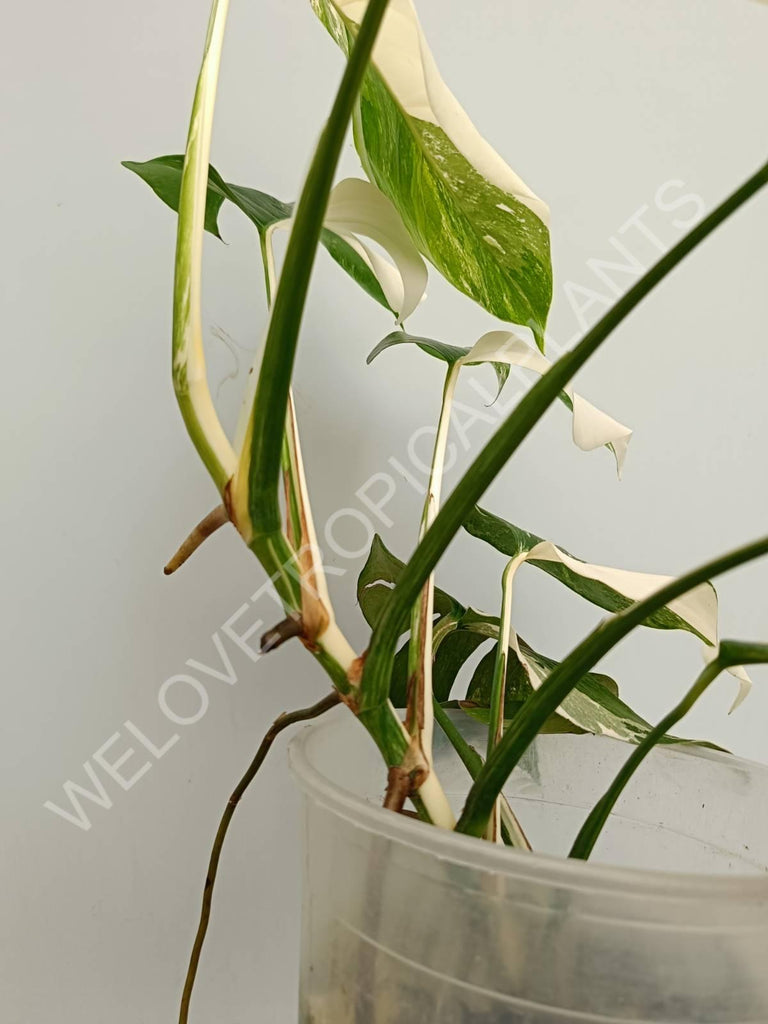 Monstera variegata albo